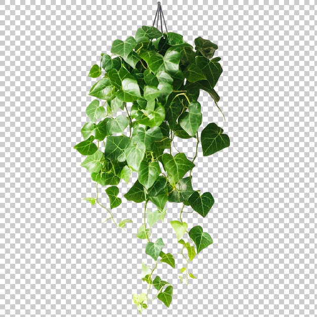 Pothos Epipremnum Aureum Blüte png