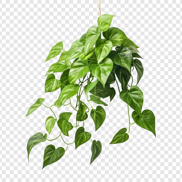 PSD pothos epipremnum aureum blume png isoliert auf durchsichtigem hintergrund