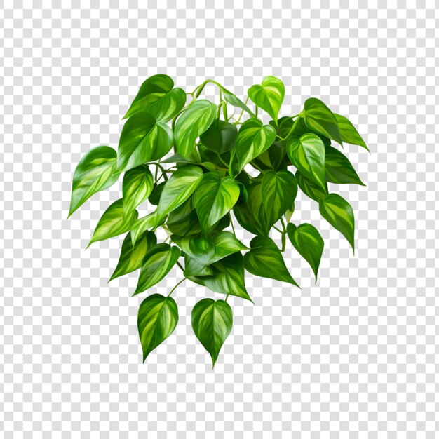 PSD pothos epipremnum aureum fleur feuille tropicale verte isolée sur un fond transparent