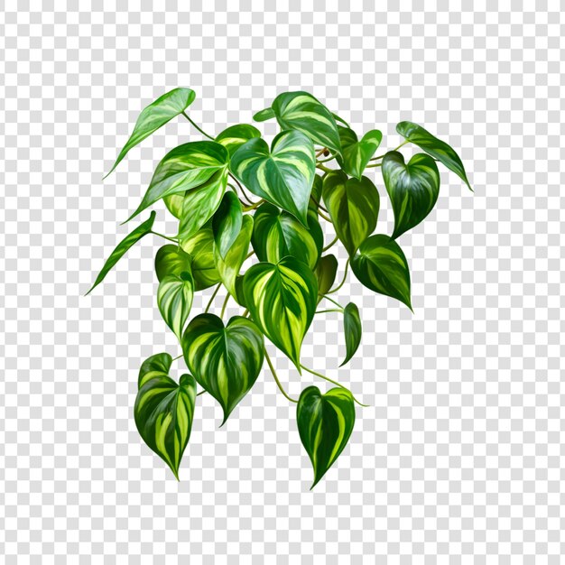 PSD pothos epipremnum aureum flor hoja tropical verde aislada sobre un fondo transparente