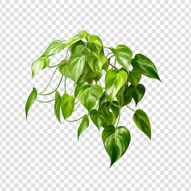 PSD pothos epipremnum aureum flor hoja tropical verde aislada sobre un fondo transparente