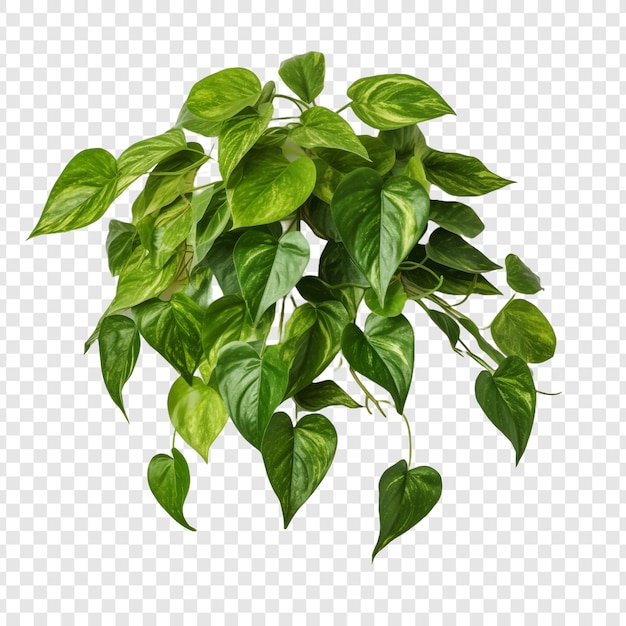 PSD pothos epipremnum aureum flor png aislada sobre un fondo transparente