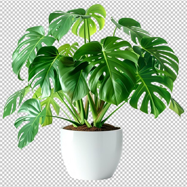 PSD potted tropical leaves decoration