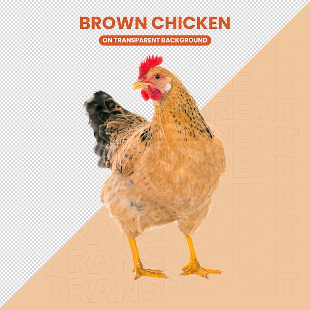 un poulet avec une tête rouge et une queue noire