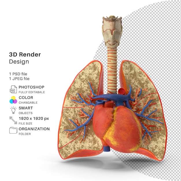 PSD poumons trachée et coeur modélisation 3d fichier psd poumons et coeur réalistes