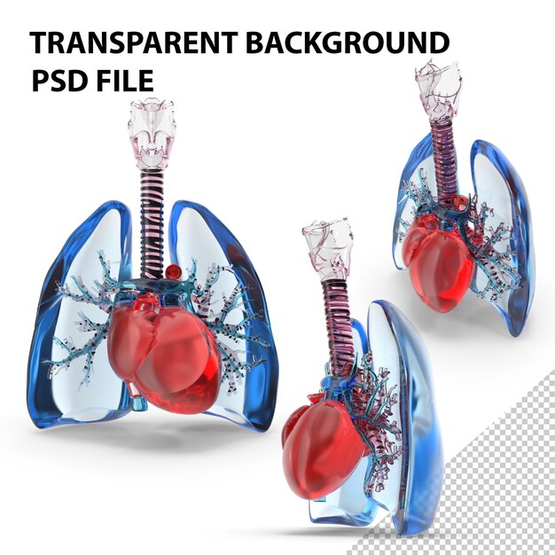 PSD poumons trachée et cœur verre png