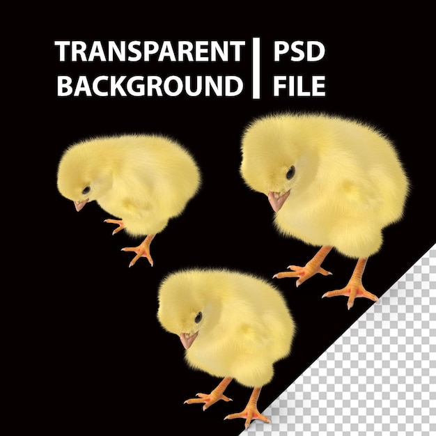 PSD poussin png