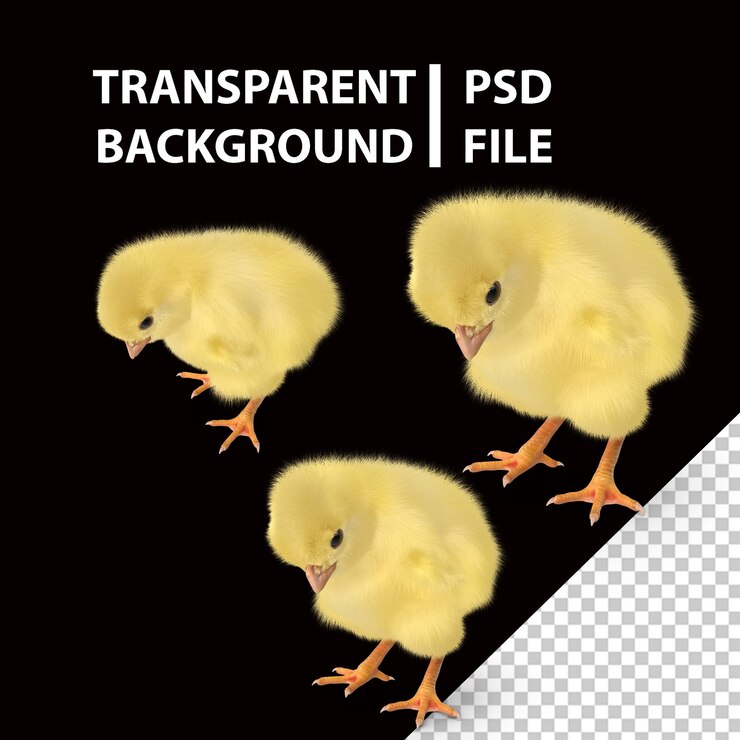 PSD poussin png