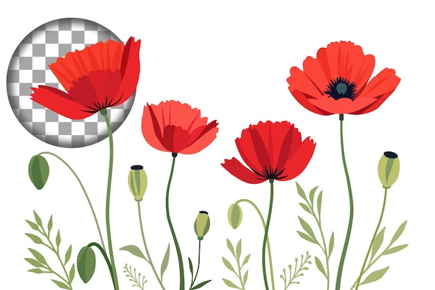 Pradera de verano brillante con amapolas. Aislamiento sobre un fondo transparente