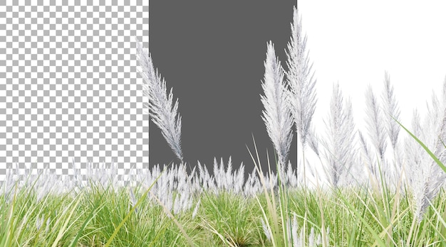 El prado de caña en un fondo transparente PNG renderizado en 3D