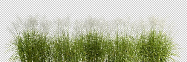 PSD prado de campo de grama verde cortou fundos renderização 3d transparente