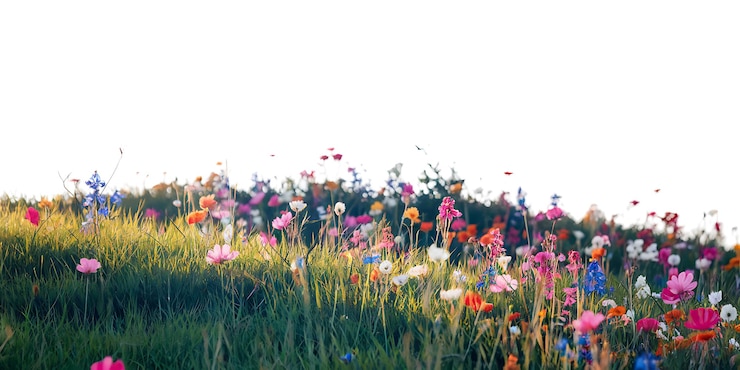 PSD un prado soleado lleno de coloridas flores silvestres y hierba