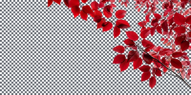 Prächtige purpurrote Baldachinblätter isoliert auf transparentem Hintergrund