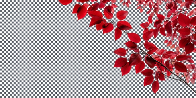 Prächtige purpurrote Baldachinblätter isoliert auf transparentem Hintergrund