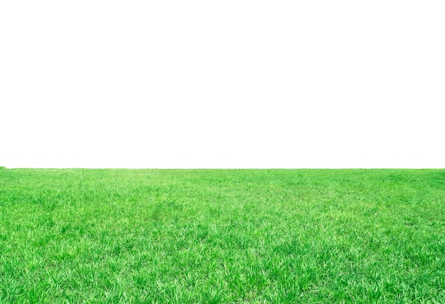 Des prairies vertes sur un fond transparent