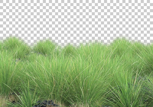 Prato verde su sfondo trasparente 3d rendering illustrazione