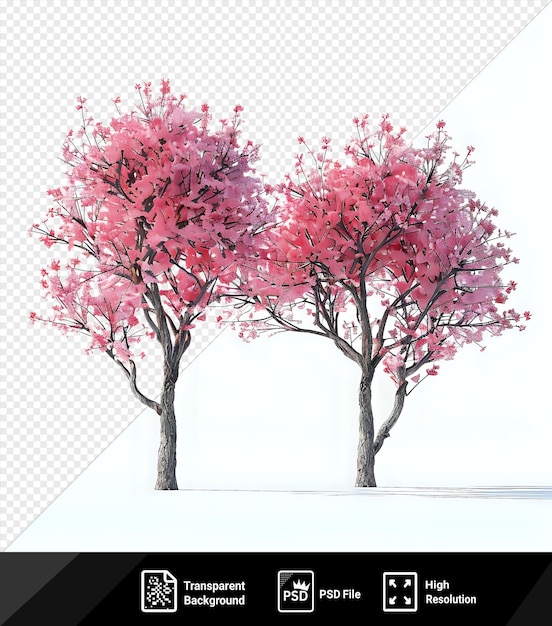 PSD première de deux arbres en fleurs l'un rouge et rose et l'autre rose se tiennent hauts dans la neige jetant de longues ombres sur le sol blanc