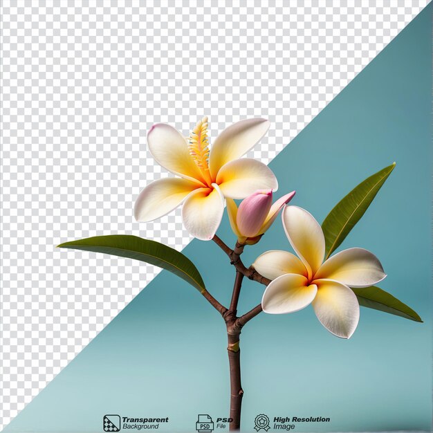 PSD présente une fleur de frangipani isolée sur un fond transparent