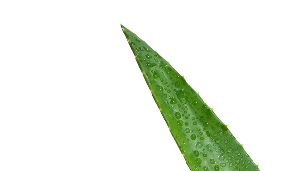 PSD primer plano de aloe vera verde fresco sobre un fondo blanco