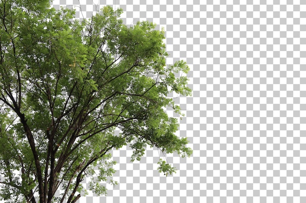 PSD primer plano del árbol