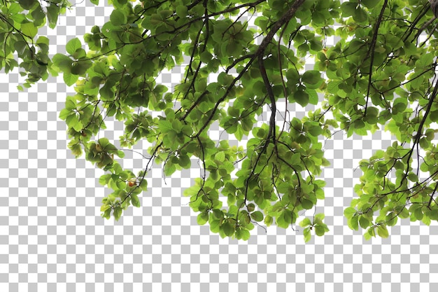 Primer plano del árbol