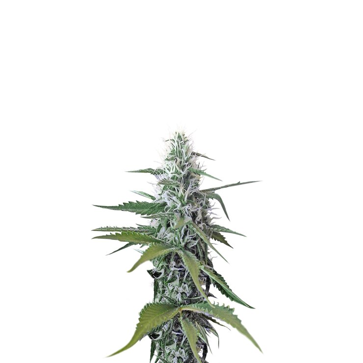 Primer plano de un brote de cannabis verde vibrante con tricomas PNG