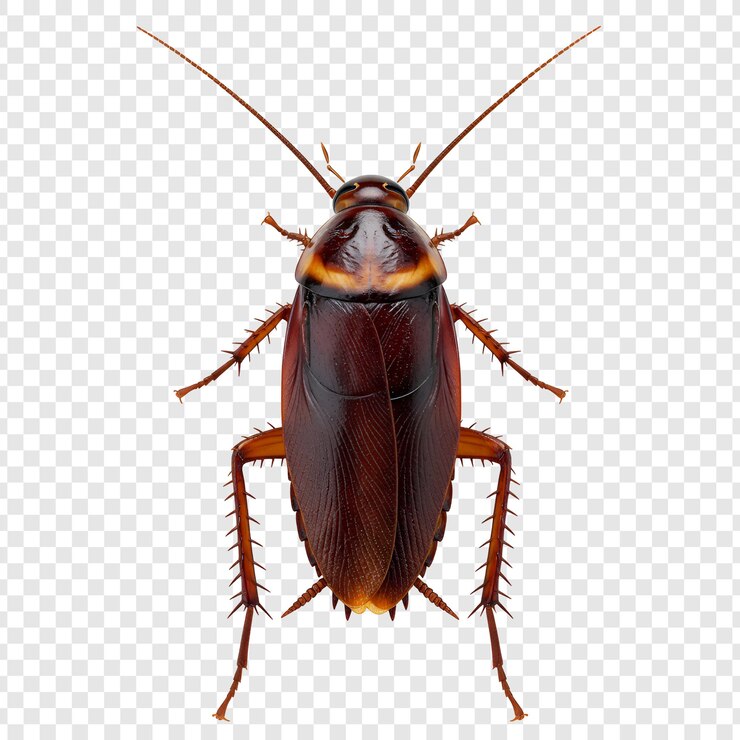 PSD primer plano de una cucaracha sobre un fondo transparente
