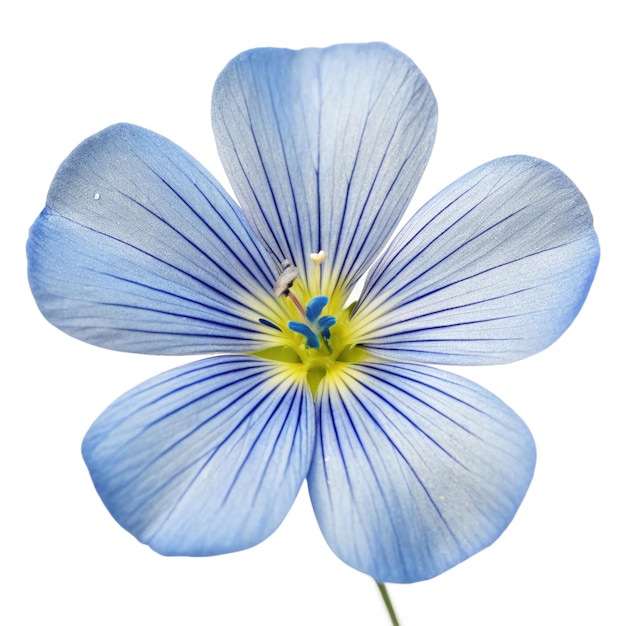 Primer plano de una delicada flor de lino azul aislada sobre un fondo blanco