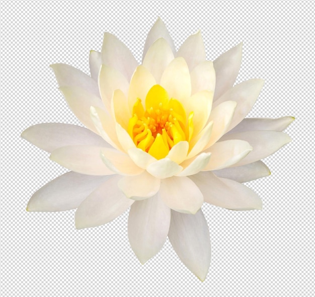 Un primer plano de una delicada flor de loto blanco en plena floración