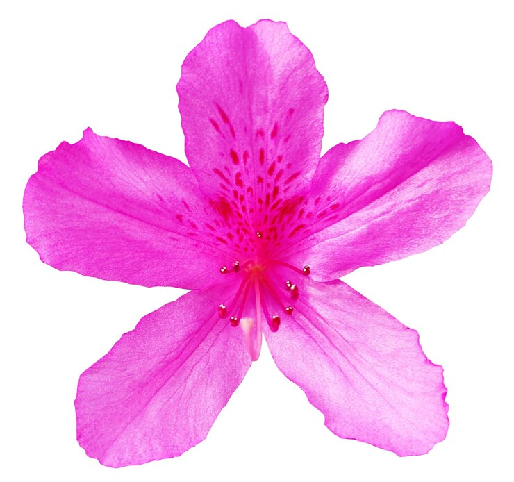 PSD un primer plano de una flor de azalea rosada vibrante con cinco pétalos