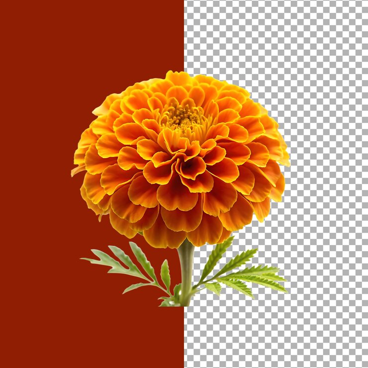Un primer plano de una flor de caléndula naranja vibrante en plena floración