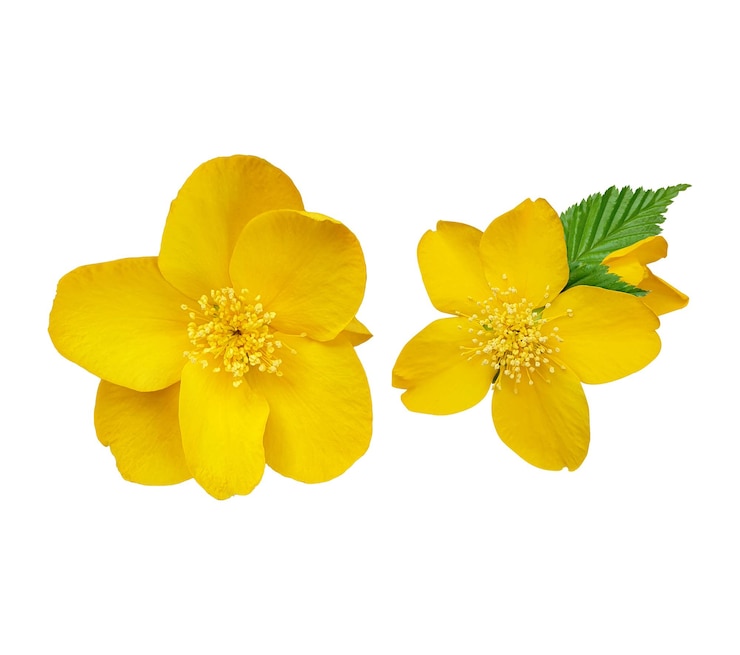 PSD un primer plano de las flores amarillas brillantes de la kerria japonica