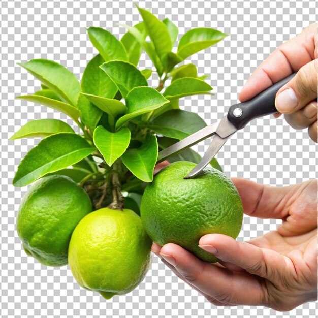 Un primer plano de las frutas de temporada para el invierno