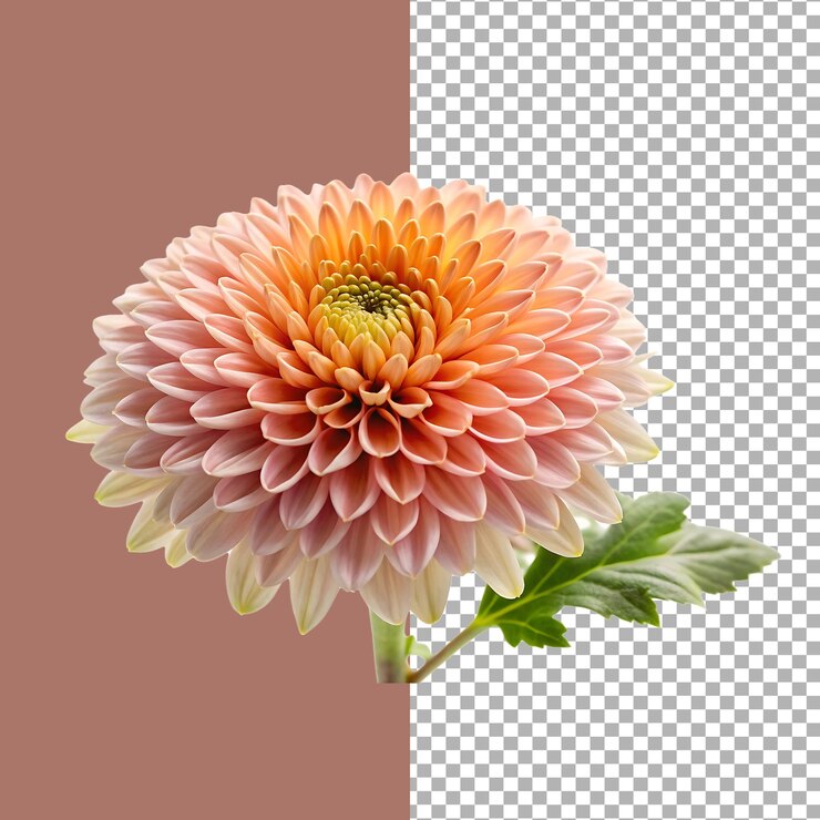 Un primer plano de una hermosa flor de dahlia rosada y naranja en flor con hojas verdes
