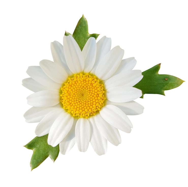PSD un primer plano de una hermosa flor de margarita con pétalos blancos y un centro amarillo