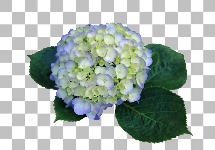 PSD primer plano de una hermosa hortensia azul pálido en flor aislada en un fondo transparente