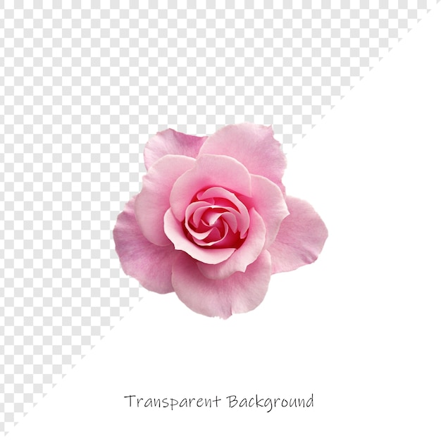 Primer plano de una hermosa rosa con un fondo transparente