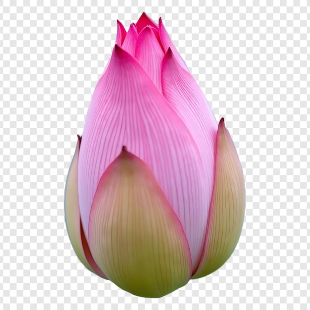 Un primer plano de un hermoso brote de loto rosado
