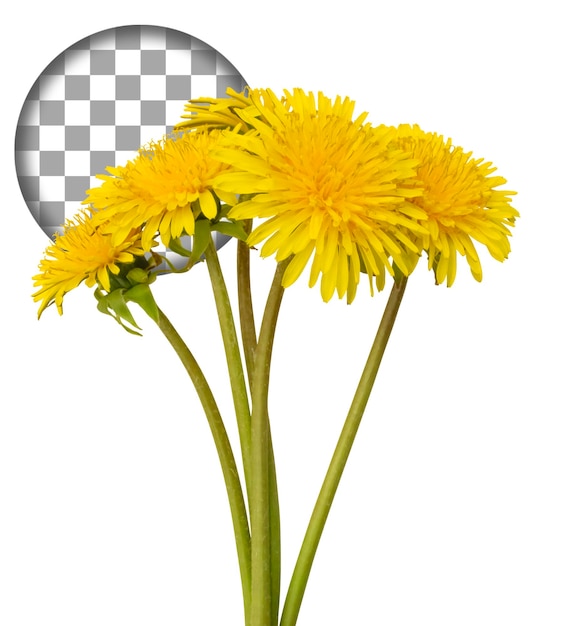 Un primer plano de un hermoso ramo de diente de león de color amarillo brillante contra un telón de fondo transparente