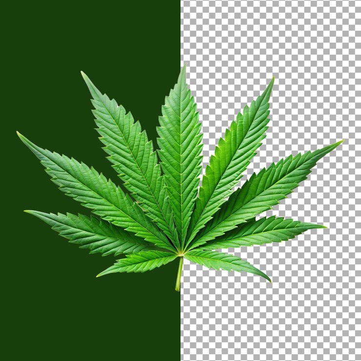 Primer plano de una hoja de cannabis sobre un fondo verde y transparente