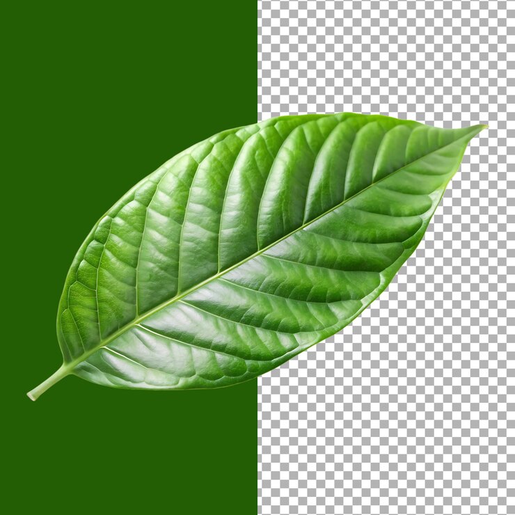 Un primer plano de una hoja verde vibrante con detalles intrincados en un fondo transparente