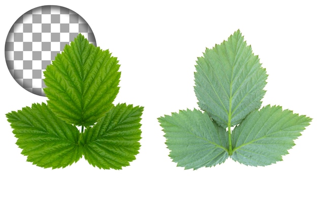Primer plano de hojas de frambuesa verde Aislamiento sobre un fondo transparente
