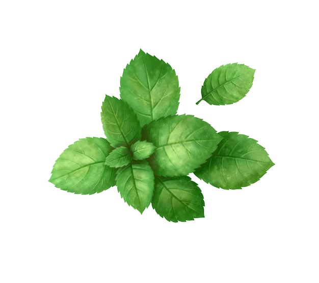 Un primer plano de las hojas frescas de menta verde