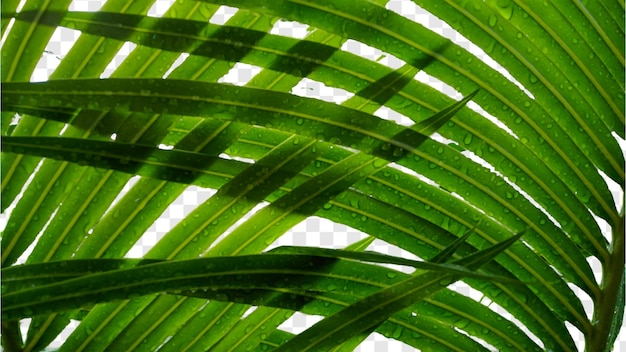 Un primer plano de hojas de palma verdes y vibrantes iluminadas por la luz del sol