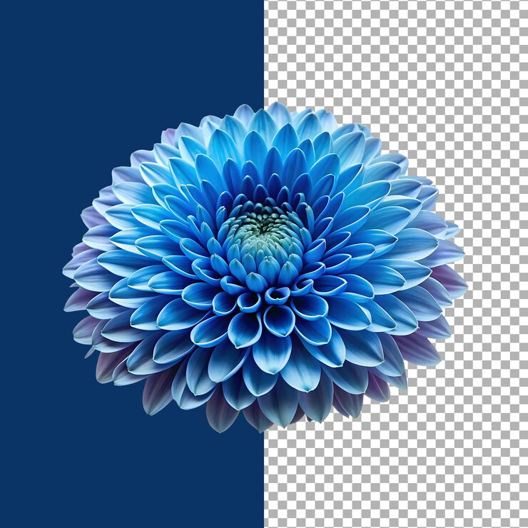 Un primer plano de una impresionante flor de dalia azul contra un fondo contrastante