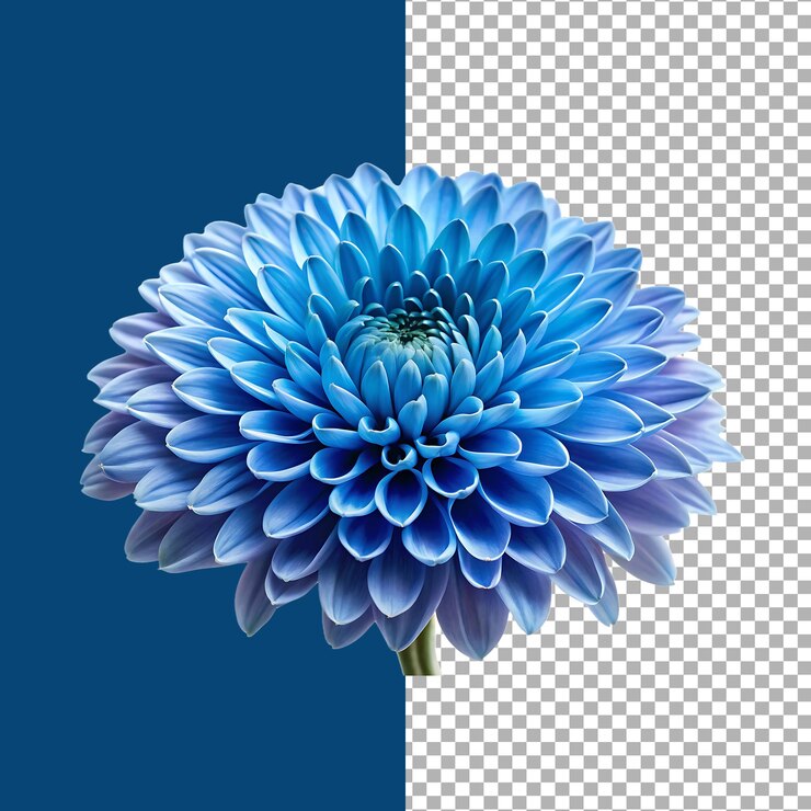 Un primer plano de una impresionante flor de dalia azul con pétalos en capas