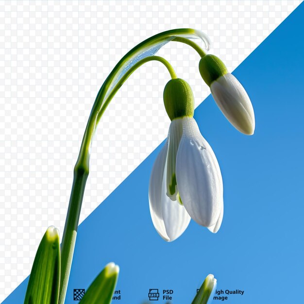 Un primer plano macro de verde y blanco a principios de la primera primavera galanthus nivalis gota de nieve gota de nieve flor aislada contra el cielo azul en un día soleado con espacio para el texto