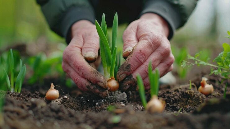 PSD un primer plano de las manos plantando plántulas de cebolla en el suelo