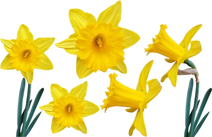 PSD un primer plano de narcisos amarillos vibrantes sobre un fondo blanco