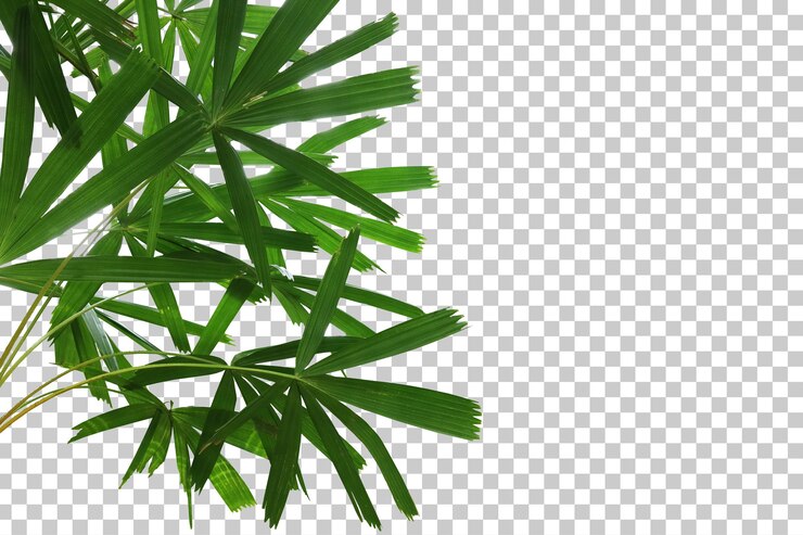 PSD primer plano de palma de abanico de manglar realista aislado